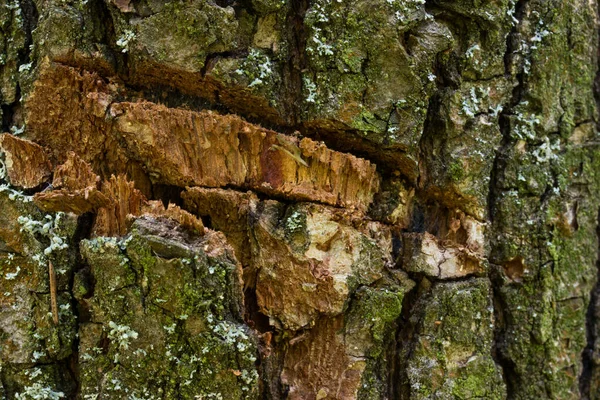 Popraskané Kůra Close Lesní Strom Částečně Pokrytý Zeleným Mechem Svět — Stock fotografie
