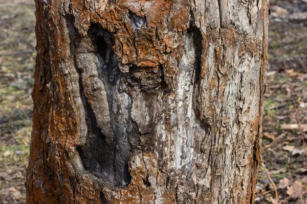 Eski Ağaç Gövdesi Kısmen Soyulmuş Doğa Çevre Kavramının Bulanık Arka — Stok fotoğraf