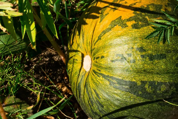 Parlak sarı balkabağı sebze bahçesi konseptinde yetişiyor.