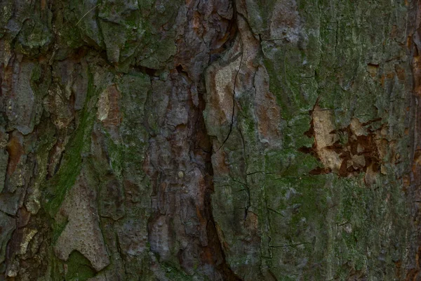 Fichtenstamm Bedeckt Mit Grünem Moos Textur Des Waldbaums Nahaufnahme Hintergrund — Stockfoto