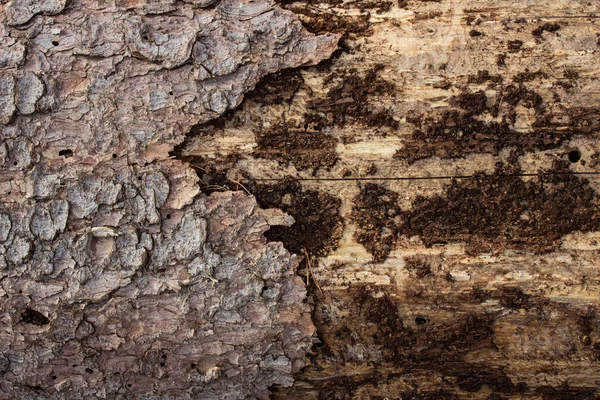 Pine Texture Partially Peeled Bark Forest Grunge Background Design Wildlife — Stock Photo, Image