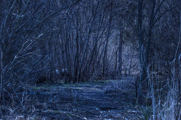 Caminho Uma Floresta Noturna Fantástica Com Árvores Misteriosas Ninguém Redor — Fotografia de Stock