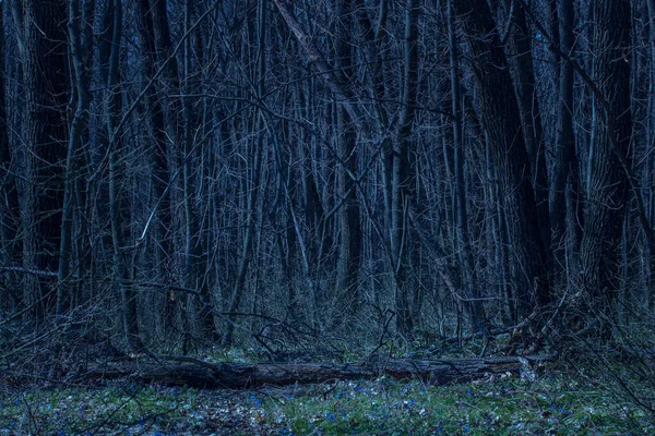 Tronco Caduto Una Radura Della Foresta Con Fiori Blu Misterioso — Foto Stock
