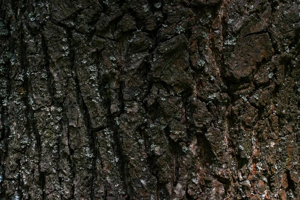 Texture Tronc Arbre Foncé Avec Bord Flou Une Plante Forestière — Photo