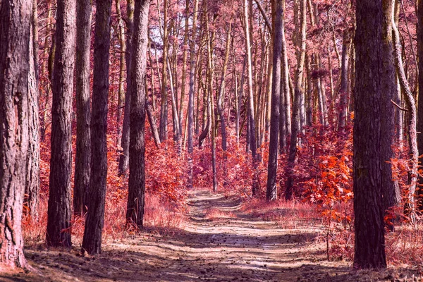 Forêt Automne Rouge Mystérieuse Lumineuse Avec Grands Pins Croissance Dense — Photo