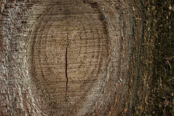 Fantastische Holzstruktur Mit Ovalen Natürlichen Mustern Und Riss Nahaufnahme Hintergrund — Stockfoto