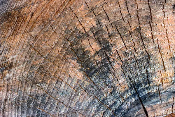 Ahşap çerçevenin parlak dokusu tasarım çevre konsepti için doğal desenlere yakın arkaplan