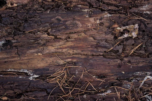 Fantasi Konsistens Baksidan Trädet Bark Ljus Och Mörkbrun Mönster Bakgrund — Stockfoto