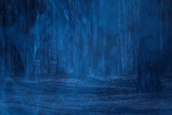 Night glade in a pine forest with tall trees covered with ghostly blue mist concept of wilderness and nature