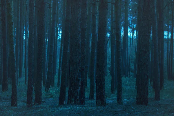 Густой Вечерний Лес Высокими Соснами Дикой Природы Концепции Никто Вокруг — стоковое фото