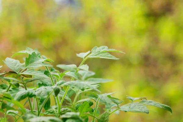 Tarım mahsulünün bulanık arka plan doğa kavramına sahip genç bir domatesin parlak yaprakları.