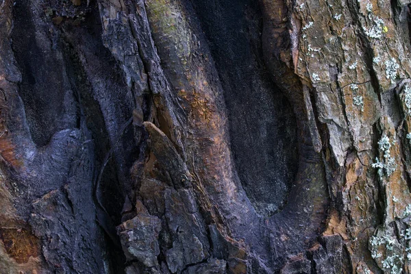 Bir orman ağacının gövdesinin düzensiz yüzeyinin muhteşem dokusu tasarım konsepti için büyüleyici derecede doğal ve doğal bir duvar kağıdıdır.