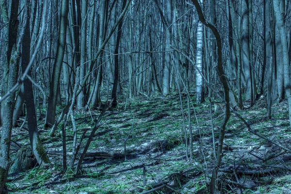 Parlak gece ormanı, doğanın gizemli bahar güzelliği ile.