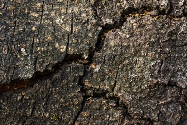 Gri Ağaç Kabuğundaki Koyu Renk Çatlak Tasarım Doğası Kavramı Için — Stok fotoğraf