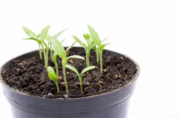 Gri arka plan tarım kavramına sahip bir tencerede büyüyen genç patlıcan filizleri