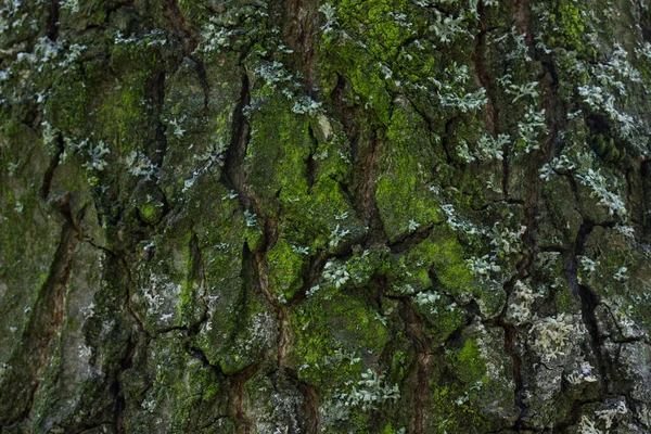 Ağaç kabuğunun yeşil yosun desenli dokusu büyüleyici parçaları aşınmış vahşi yaşam kavramını kırdı