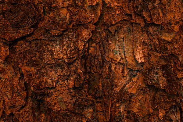 Mistyczne Pomarańczowy Tekstury Kory Drzewa Iglastego Zbliżenie Fantastyczne Naturalne Tło — Zdjęcie stockowe