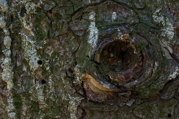 Közeli Kép Erdő Törzs Természetes Minta Repedt Kéreg Részben Borított — Stock Fotó