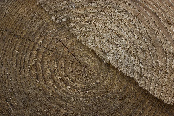 Textura Áspera Corte Madeira Close Conceito Natureza Materiais Construção — Fotografia de Stock