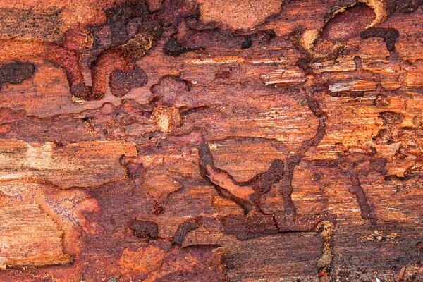 Parlak ahşap çam desenli. Tasarım için doğal arkaplan tarafından bırakılan böceklerin ilginç desenleri var.