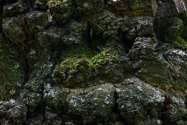 Feenwald Baumrinde Nahaufnahme Nicht Glatte Oberfläche Betörende Muster Tapete Für — Stockfoto