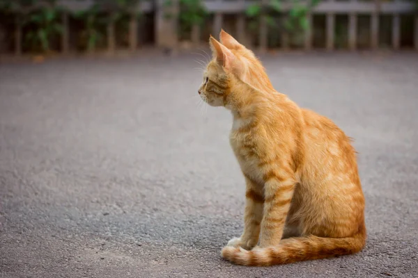 かわいいと野良動物のプロフィールの概念でアスファルトに座っている赤いふわふわの猫 — ストック写真