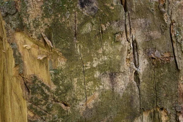 Vecchio Tronco Foresta Parzialmente Tagliati Modelli Crepa Naturale Carta Parati — Foto Stock