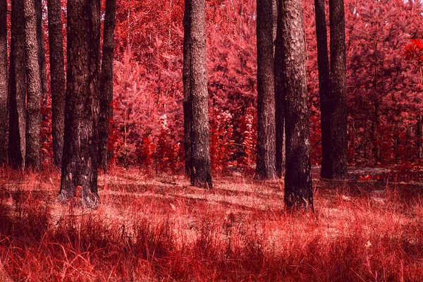 Red Autumn Mesmerizing Pine Forest Trunks Tall Trees Bright Plants — Stock Photo, Image