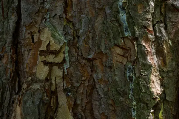 Kora Jodły Las Pokrywa Zbliżenie Wzory Zarysowań Małych Pękniętych Tle — Zdjęcie stockowe