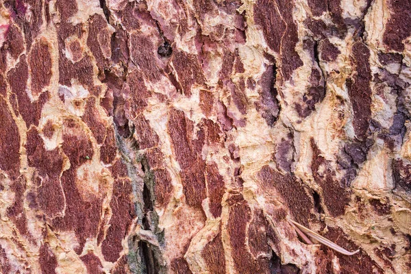 Textur Eines Nadelbaums Mit Geschälter Rinde Nahaufnahme Natürlicher Muster Auf — Stockfoto