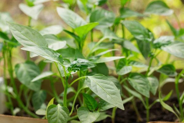 Genç kırmızı biber, çiftçilik kavramının geri kalanının bulanık arka planında filizlenir.