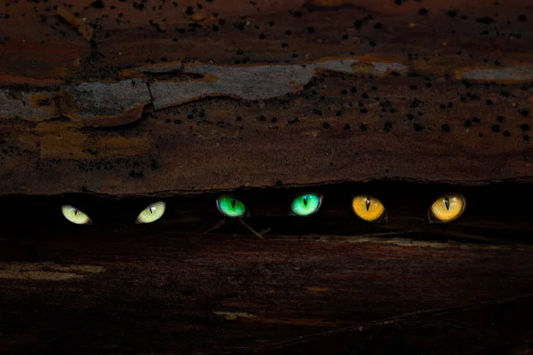 Üç parlak göz, bir çam ağacının gövdesinin karanlık çatalında parıldıyor. Gizemli doğanın yakın plan konsepti.