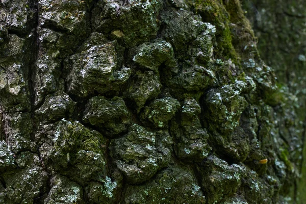 Ağaç kabuğu pürüzsüz çatlak yüzey desenleri değil. Gizemli desenler, vahşi yaşamın tasarım konsepti için bulanık duvar kağıtları.