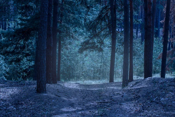 야영장 숨막히는 야생의 아름다움을 소나무들 — 스톡 사진