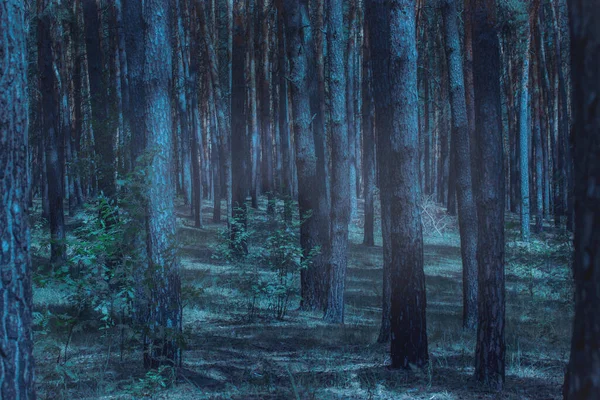 Bosque Nocturno Terrible Misterioso Fascina Con Belleza Nadie Alrededor Solo — Foto de Stock