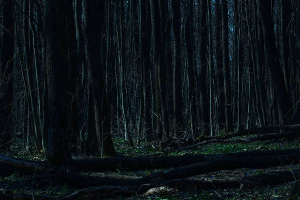 Gece mistik ormanları, düşmüş kütükleri ve uzun kara ağaçları olan vahşi doğa konsepti.