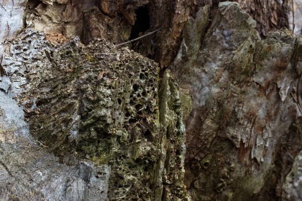 Güzel desenli ağaç gövdesinin büyüleyici ahşap dokusu vahşi yaşam kavramına yakın.