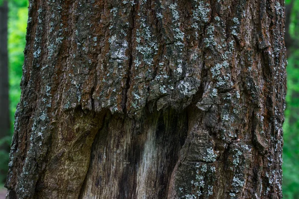 Skog Träd Stam Delvis Skalade Bark Och Tunna Sprickor Suddig — Stockfoto