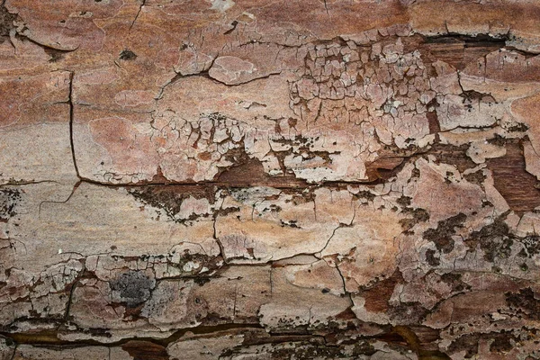 在深色松木的自然背景上 幻想般的质感粉碎了明亮的树皮 以进行设计 — 图库照片