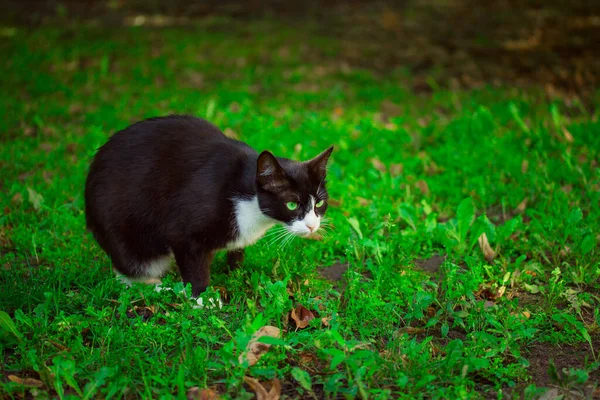 Kočka Sedí Trávě Připravuje Skoku Jasně Všiml Kořisti Koncept Bezdomovectví — Stock fotografie