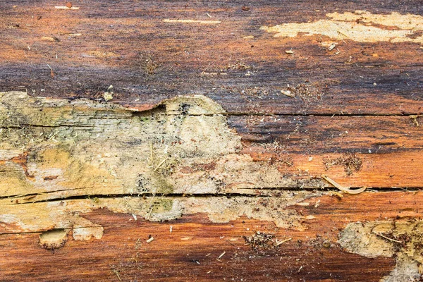 Endüstriyel amaçlar ve ahşap işçiliği için bir maddenin kozalaklı ağaç dokusu