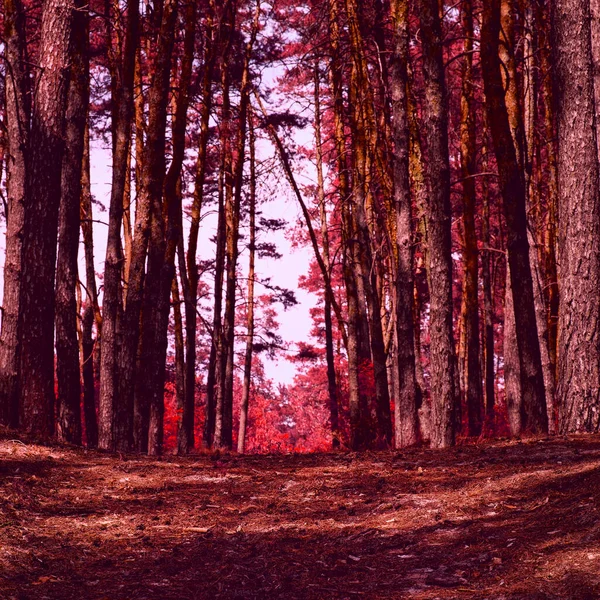 Misterioso Pinheiros Gigante Vermelho Floresta Outono Limpo Ninguém Redor — Fotografia de Stock