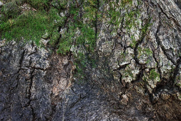 Яркая Текстура Старого Дерева Негладкой Поверхностью Частично Покрытой Зеленым Мохом — стоковое фото