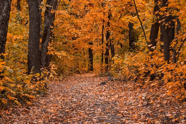 Üzerinde sonbahar yaprakları olan patika altın sezonun büyüleyici doğasını vahşi doğaya götürüyor.