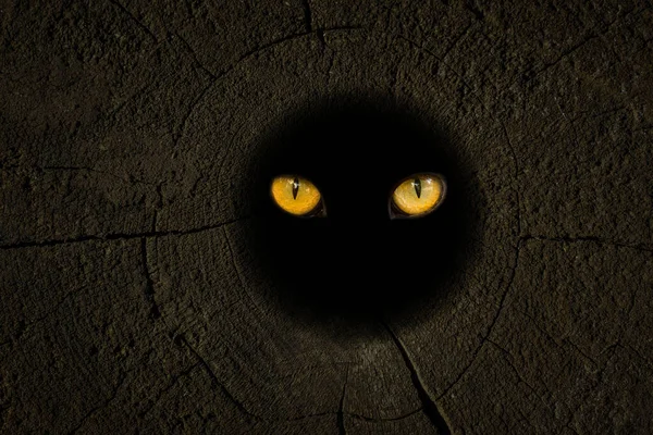 Vahşi bir hayvanın parlak turuncu gözlerinin tasarım için soyutlama kavramını ortaya çıkardığı bir orman kütüğünün içindeki karanlık oyuk.