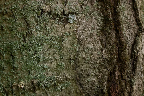 Tronco Albero Della Foresta Coperto Corteccia Primo Piano Grigio Verde — Foto Stock