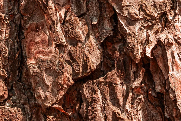 Güneş ışığıyla aydınlatılan gizemli çam dokusu tasarım için doğal arka plan