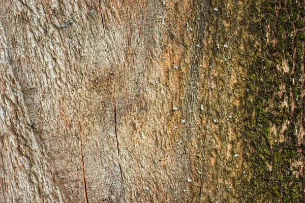 Helder Houten Oppervlak Met Mos Helder Verlicht Door Zonlicht Natuurlijke — Stockfoto