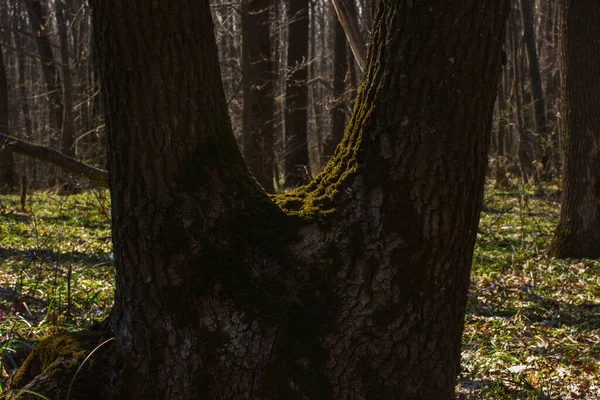 Fabulous Green Moss Growing Wide Trunk Tree Brightly Illuminated Sunlight — Stock Photo, Image