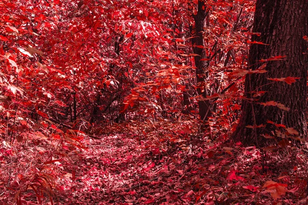 Hustý Podzimní Les Padlým Červeným Listím Porostem Stromech Detailní Koncept — Stock fotografie